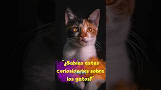 "¿Sabías estas curiosidades sobre los gatos?"#gatos #gato #gatosgraciosos #gatosfofos