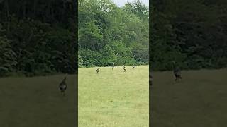 Four Jake Turkeys out Strolling #shorts #hunting #buzzardbaitoutdoors #outdoors #turkey #wildlife