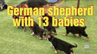 German shepherd having 13 babies | German shepherd puppies | garden looks like German shepherd farm