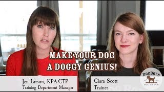 How To Make Your Dog Into A Doggy Genius