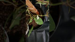 s. podophyllum albo variegata in leca 🤍