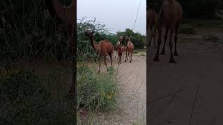 And some camels following me.