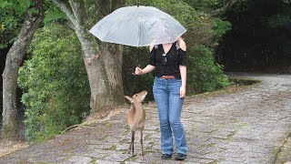 MIYAJIMA ISLAND, Japan | The best day out from Hiroshima