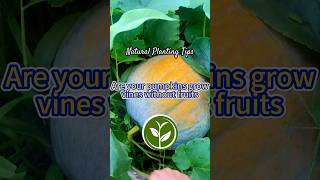 Are your pumpkin grow vines without fruit #plants #shortvideo #garden #howto #youtubeshorts #farming