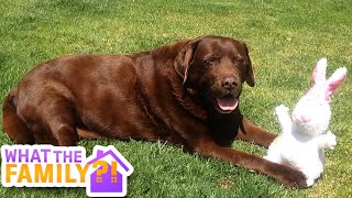 Pets on Easter | Cute Adorable Pets Celebrate Easter