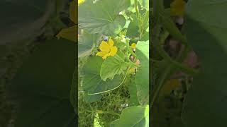 Indian snake cucumber,first time and in a Container growing.