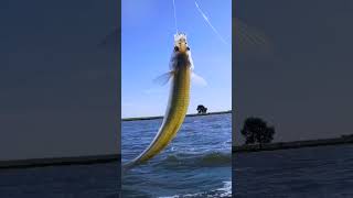 EL MENEO SENSUAL DE UN PEJERREY ES MEJOR QUE... #pesca #fishing #pescaria