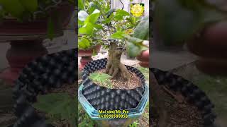 Mai vàng bonsai giao lưu; Lh:0939599956