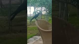 Crow Black bird Ворона #travel #djibouti #birds #ворона