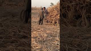 Rural Life Punjab Farmer Daily Routine #shorts #punjab #farmer #agriculture