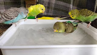 Budgies Bathing and singing chirping Slow motion video | By akshimokshi8415