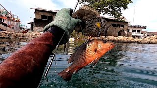 Spot Perahu Tenggelam Jadi Sarang Ikan Mangrove jack