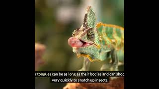 Chameleons: Masters of Color and Camouflage #animalexploration #chameleon  #chameleonfacts#education