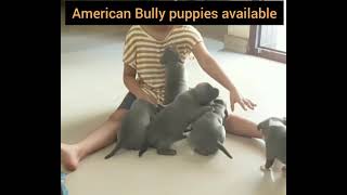 #dogsaleschennai#india#americanbullyhennai#puppiessale#kennelchennai 8667653954#dogforsale#banglore