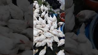 ayam pejantan 29hri dlepas dari kandang permanen...