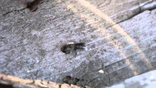 Синяя осмия2 (Osmia coerulescens)