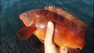 WRASSE & POLLOCK FISHING Northern Ireland