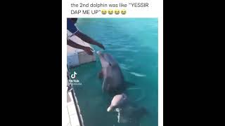 2 dolphins giving guy hand slaps‼️🤯 video