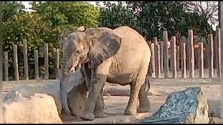 #Dubai #Herd of Elephant eating #Dubai Safari Park #Part -18