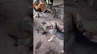 Monkey PROTECTS and TAKES CARE of D‌‌ogs - Khỉ CHĂM SÓC Cho Cún - #Shorts