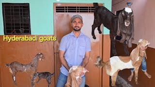 Hyderabadi goats Amber Daughter Chamatkar Daughter Baadshah Daughter