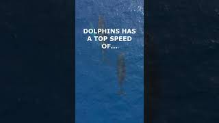 Dolphins are fast.