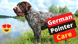 How To Take Care Of Your German Shorthaired Pointer Puppy?