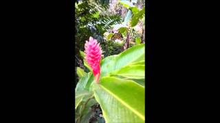 Accueil dans la tribu de Tendo nouvelle caledonie