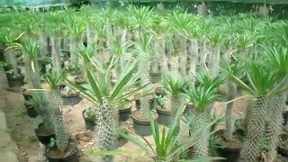 Botanic - Pachypodium Lamerei