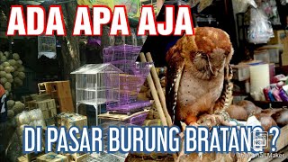 JALAN JALAN DI PASAR BURUNG PALING LEGEND DI SURABAYA || PASAR BRATANG , BANYAK BURUNGNYA LHO !