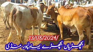 Beautiful Darmiyany Weight Ka Maal|Bahawalpur Cow Mandi|