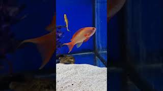 Sea Goldie #aquarium #colorful #fish #aquariumfish #viral #viralshorts #shorts #viralshort