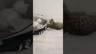 а я в домике 😺🙈🤣🤣🤣 кот котёнок бенгал бенгальчики котята играют