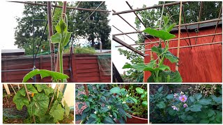 Bangla Lau & Other Vegetable Plants Update || Shoker Bagan UK 2022