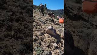 Doing some scouting in the highcountry of California #deerseason #muledeer #publicland #packgoats