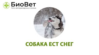 Можно ли собаке есть снег. В чем опасность?