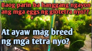 TECHNIQUES NG MGA BREEDER SA MGA BAOG NA ITLOG..PANU MAG PARAMI NG TETRA