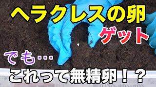 【ヘラクレスオオカブトの採卵】これは大丈夫なやつなの！？