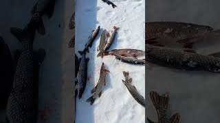 Рыбалка на щуку#shorts Весенняя рыбалка#catchingfish