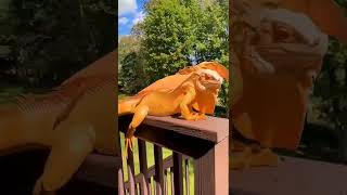 flying dragon iguana 😱😱😱🐲🐲🐲🐲🙏🙏🙏🙏pls like subscribe share Thanks