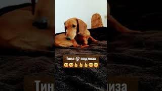 Тина🐶