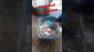 🔴 PANEN KEPITING, IKAN & UDANG HASIL JARING RANTAU (NELAYAN PESISIR KAPUAS) #viral #short