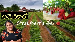 Strawberry Fields & Picking || Farming fields in USA ||Telugu Vlogs from USA