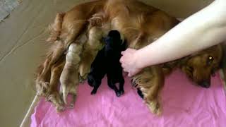 Bibi's Puppies 2