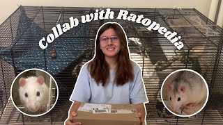 Pet Rat Unboxing Collab with Ratopedia!