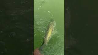 #Viral #Fishing #Bass #short Bassfishing #Countrymusic Fish