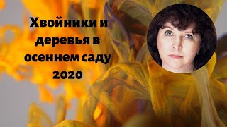 Хвойники и деревья в осеннем саду 2020