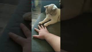 So Cute Cats - Funniest Cats 😹 - Don't try to hold back Laughter - Funny Cats Life