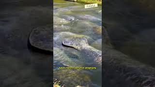 RATUSAN MANATEE BERKUMPUL BERSAMA KANAL KECIL FLORIDA #shorts #manatee #faktahewan