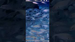 Fish | Wild Animals #shorts #wildlife #fish